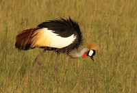 Grey crowned crane