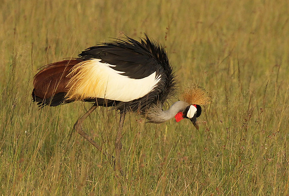 Grey crowned crane