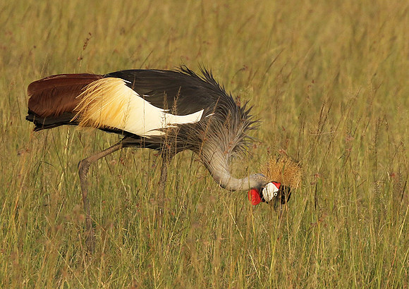 Grey crowned crane