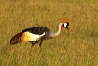 Grey crowned crane