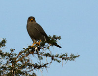 Grey kestrel