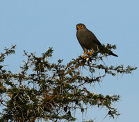 Grey kestrel