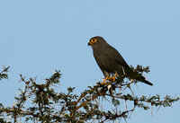 Grey kestrel