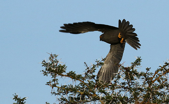 Grey kestrel