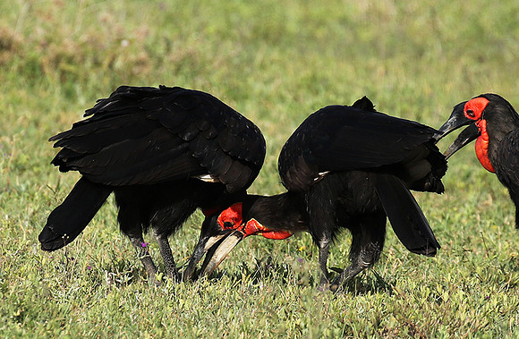 Ground hornbill