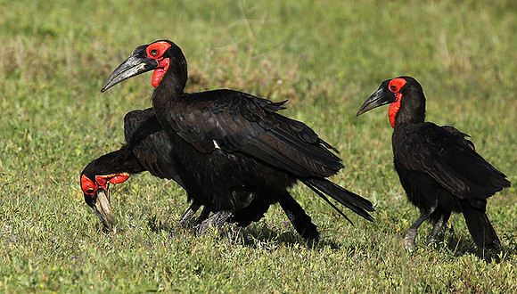Ground hornbill