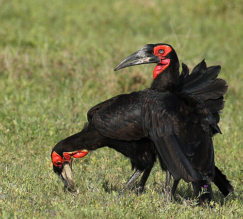 Ground hornbill