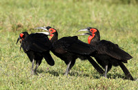 Ground hornbill