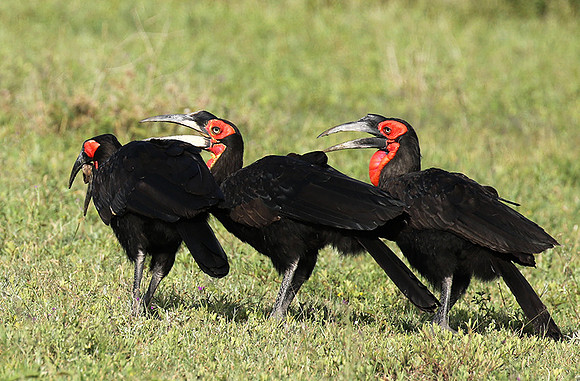 Ground hornbill
