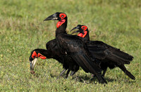 Ground hornbill