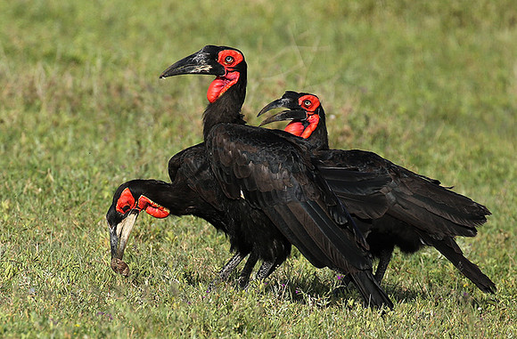Ground hornbill