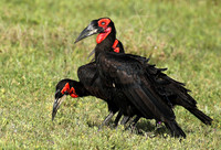 Ground hornbill
