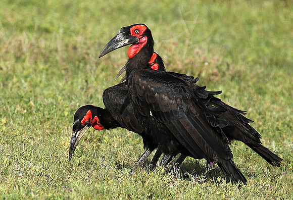 Ground hornbill