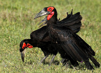 Ground hornbill