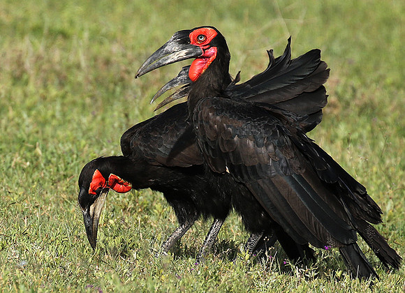 Ground hornbill