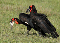 Ground hornbill