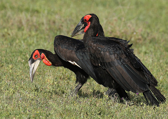 Ground hornbill