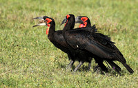 Ground hornbill