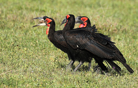 Ground hornbill