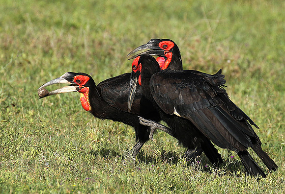 Ground hornbill