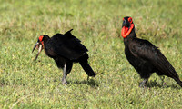 Ground hornbill