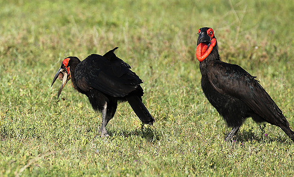 Ground hornbill