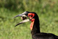 Ground hornbill