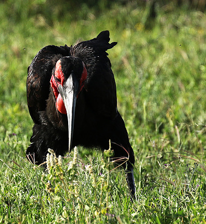 Ground hornbill