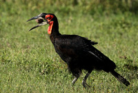 Ground hornbill