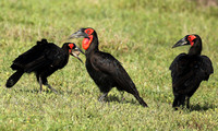 Ground hornbill