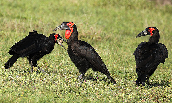 Ground hornbill