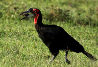 Ground hornbill