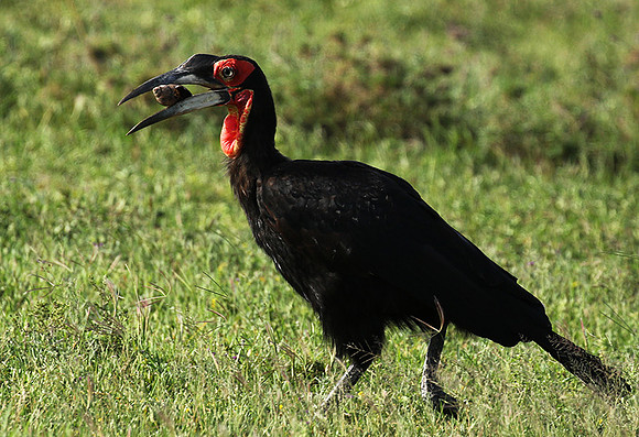 Ground hornbill