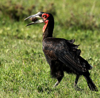 Ground hornbill