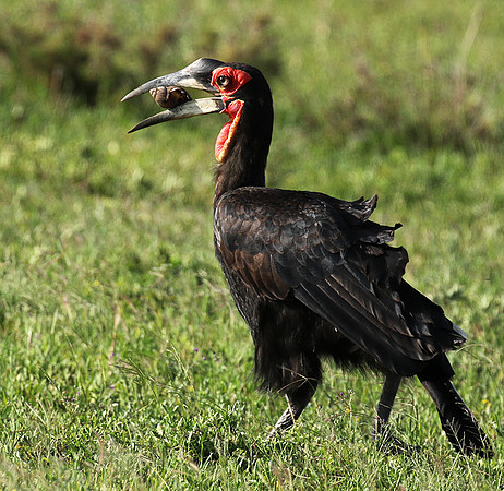 Ground hornbill