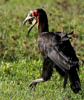Ground hornbill