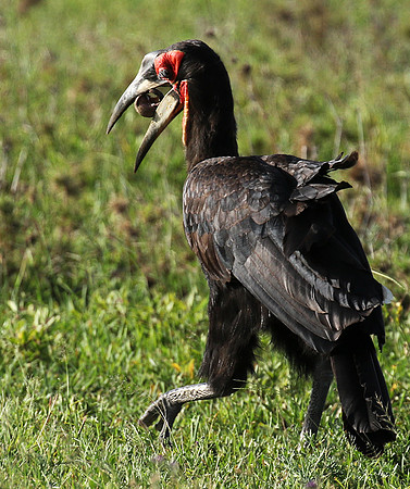 Ground hornbill