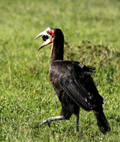Ground hornbill