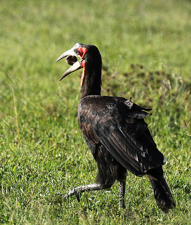 Ground hornbill