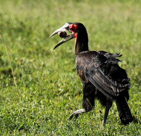 Ground hornbill