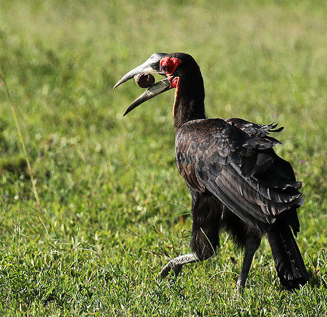 Ground hornbill