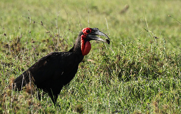 Ground hornbill