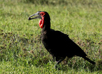 Ground hornbill