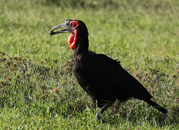 Ground hornbill