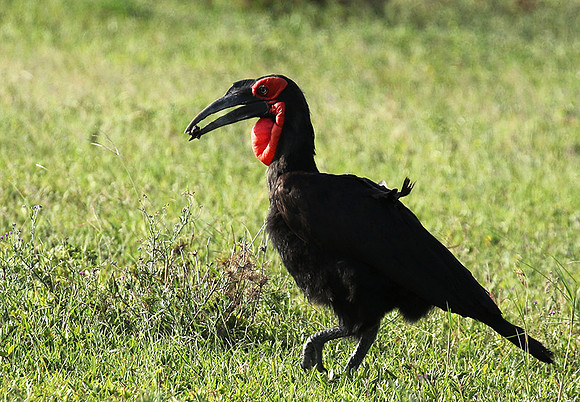 Ground hornbill