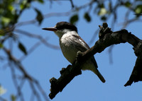 Striped kingfisher - Grumeti