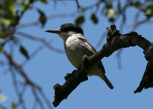 Striped kingfisher - Grumeti