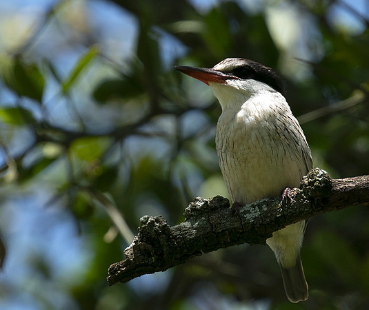 Striped kingfisher - Grumeti