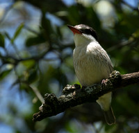 Striped kingfisher - Grumeti