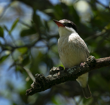 Striped kingfisher - Grumeti